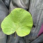 Cercis occidentalis Hostoa
