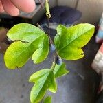 Passiflora suberosa Leaf