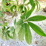 Ceiba speciosa 葉