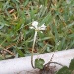 Centella erecta Цветок
