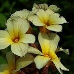 Sisyrinchium striatum Flower