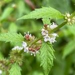 Lycopus europaeus Flower