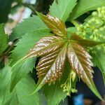 Parthenocissus quinquefoliaBlatt