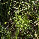 Scrophularia oblongifolia ফুল