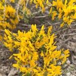 Genista scorpiusÇiçek