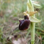 Ophrys incubacea Övriga