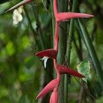 Heliconia pendula 花