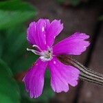 Silene schafta Flower