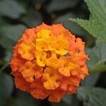 Lantana camaraBloem