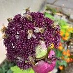 Angelica gigas Flower