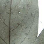 Endlicheria rubriflora Други