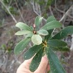 Pittosporum croceum Leaf