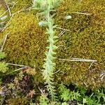 Petrosedum ochroleucum Plante entière