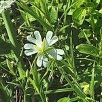 Stellaria palustris Fleur