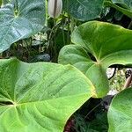 Anthurium faustomirandae Yaprak