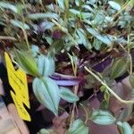 Tradescantia zebrinaFolla