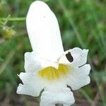Amphilophium cynanchoides Floare
