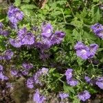 Phacelia bipinnatifida Flor