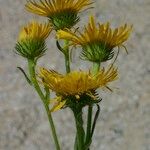 Inula helenioides Other