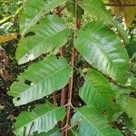 Harungana madagascariensis Hoja