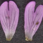 Epilobium obscurum 花