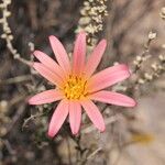 Mutisia hamata Flower