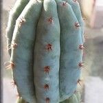 Trichocereus macrogonus Leaf