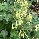 Aconitum lycoctonum Bloem