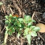 Acalypha alopecuroidea Leaf