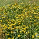 Inula salicina Habitat