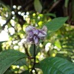 Psychotria urbaniana Flower