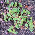 Persicaria nepalensis Leaf