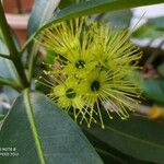 Xanthostemon chrysanthus 花