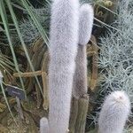 Cleistocactus strausii 葉