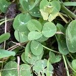 Trifolium pratense Foglia