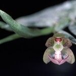 Dichaea picta Flor