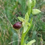 Ophrys arachnitiformis മറ്റ്