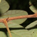 Lonchocarpus costaricensis Rinde