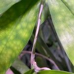 Dracaena surculosa Escorça