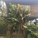 Heliconia vellerigera Hoja
