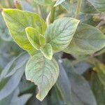 Nicotiana tabacum Blad