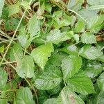 Rubus caesius 葉