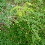 Moringa oleifera Blad