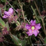 Mirabilis laevis Habitus