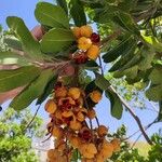 Cupaniopsis anacardioidesFruit