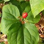 Trillium undulatum Fruit