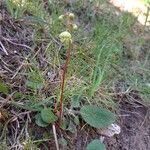 Pyrola chlorantha Hábito
