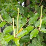 Piper tuberculatum Bloem