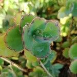 Kalanchoe fedtschenkoi পাতা