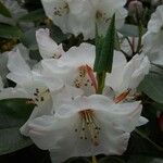 Rhododendron souliei Kwiat